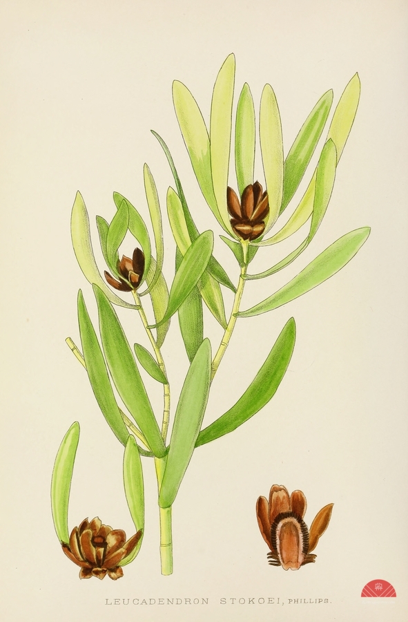 Leucadendron Stokoei  Print