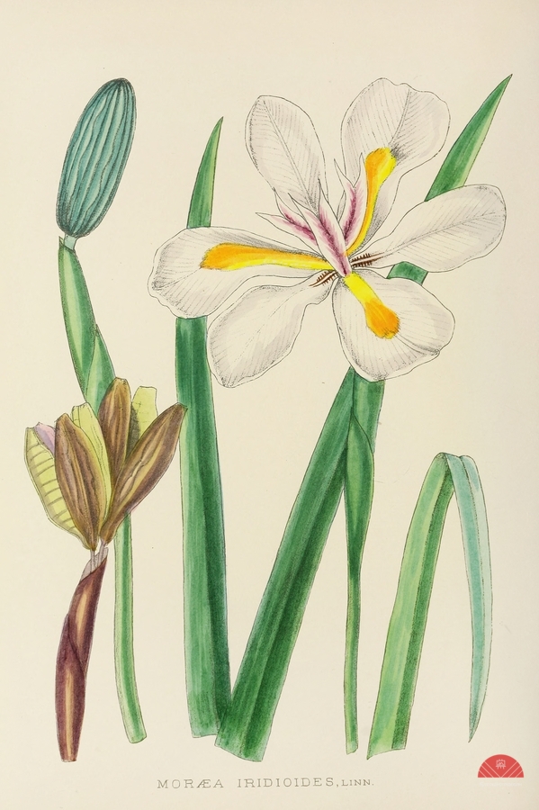 Moraea Iridioides  Print