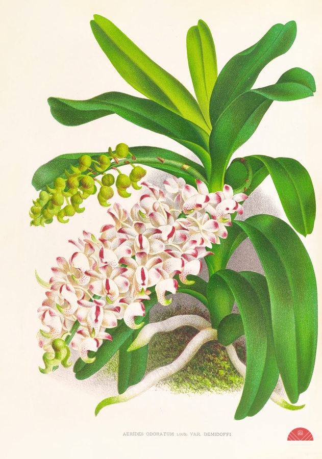 Aerides Odoratum  Print
