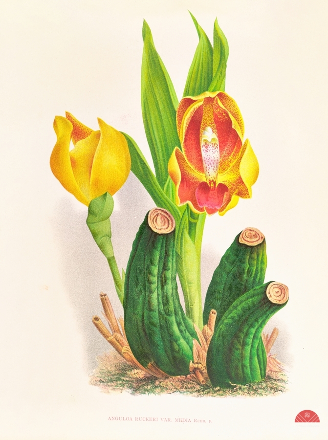 Anguloa Ruckeri var media  Print