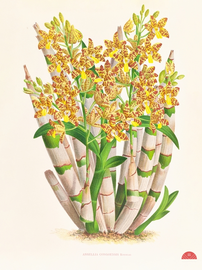 Ansellia congoensis  Print