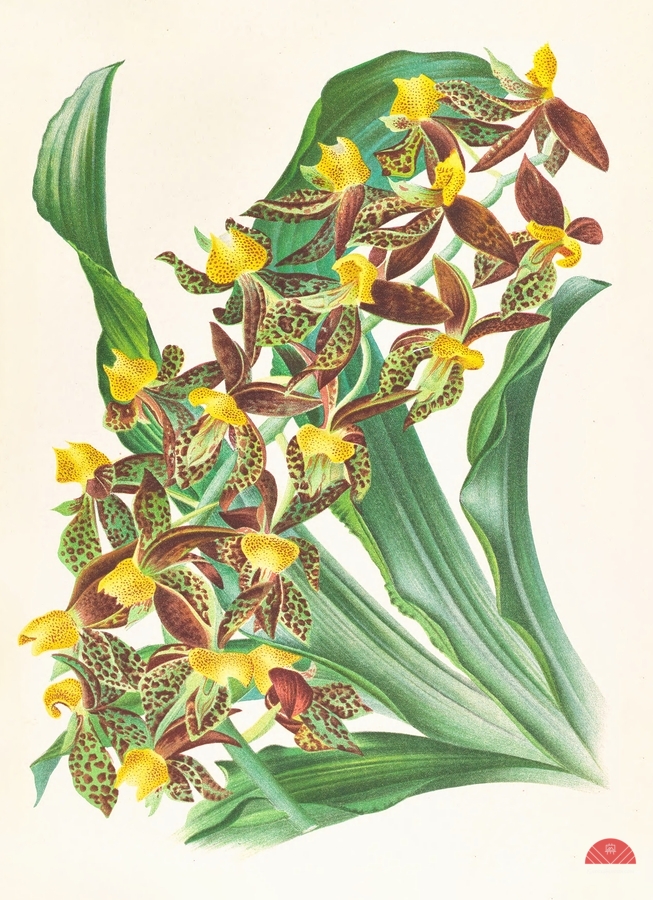 Catasetum rodigasianum  Print