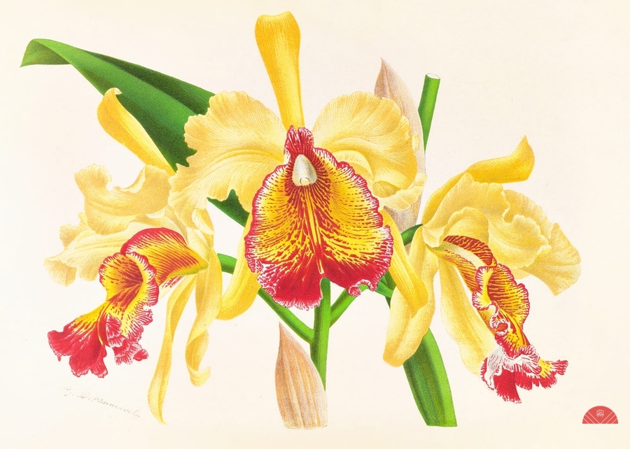 Cattleya Aurea  Print