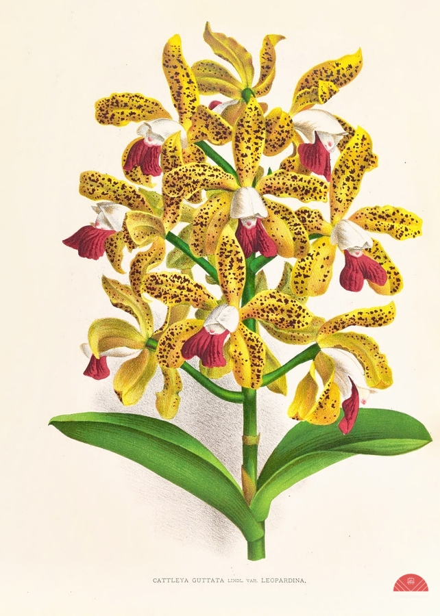 Cattleya guttata  Print