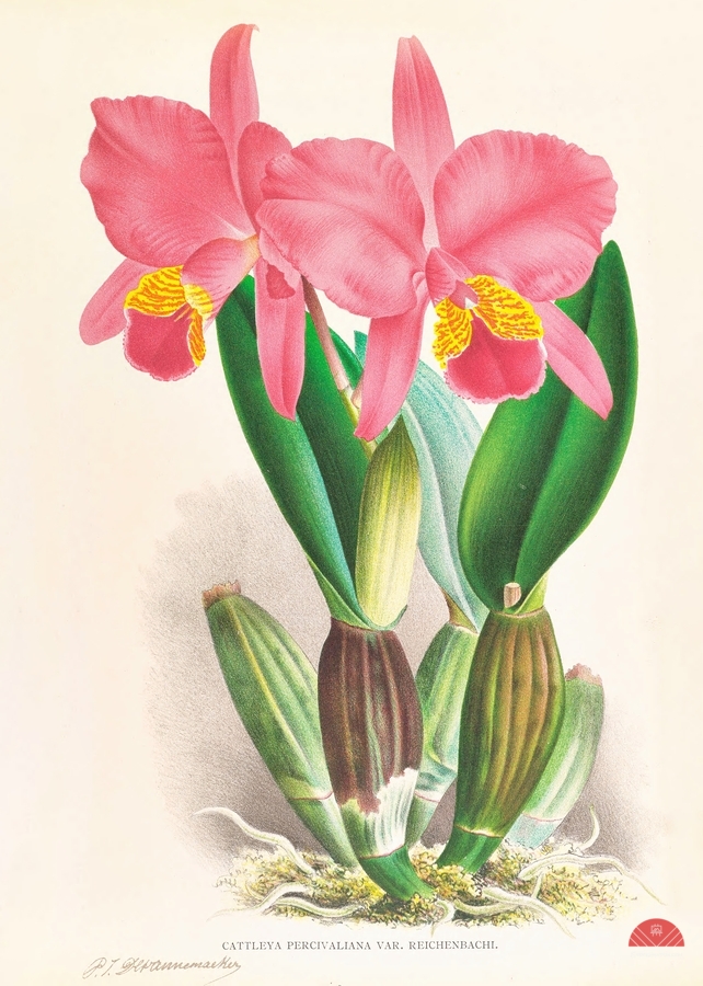 Cattleya percivaliana var reichenbach  Print