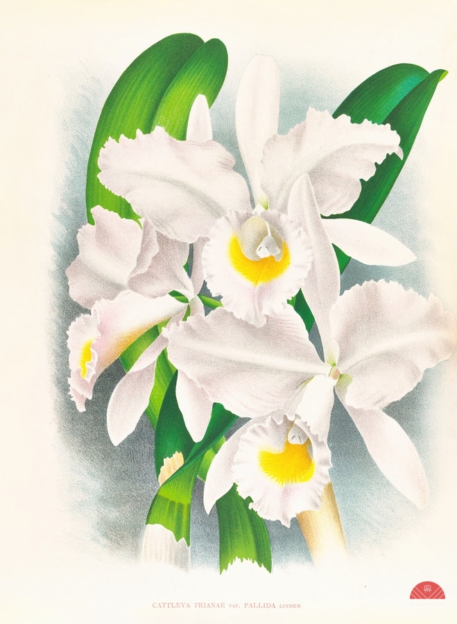 Cattleya Trianae var Pallida   Print