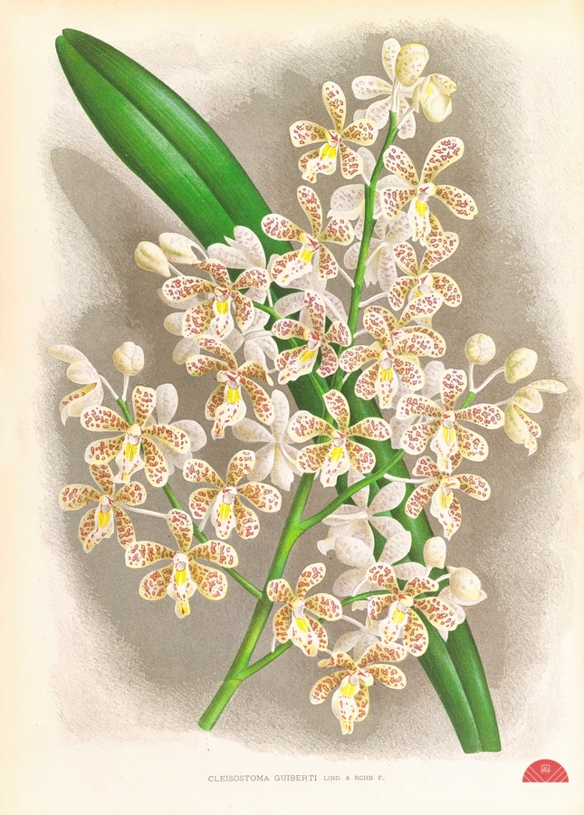 Cleisostoma Guiberti  Print