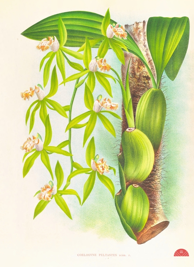 Coelogyne peltastes  Print