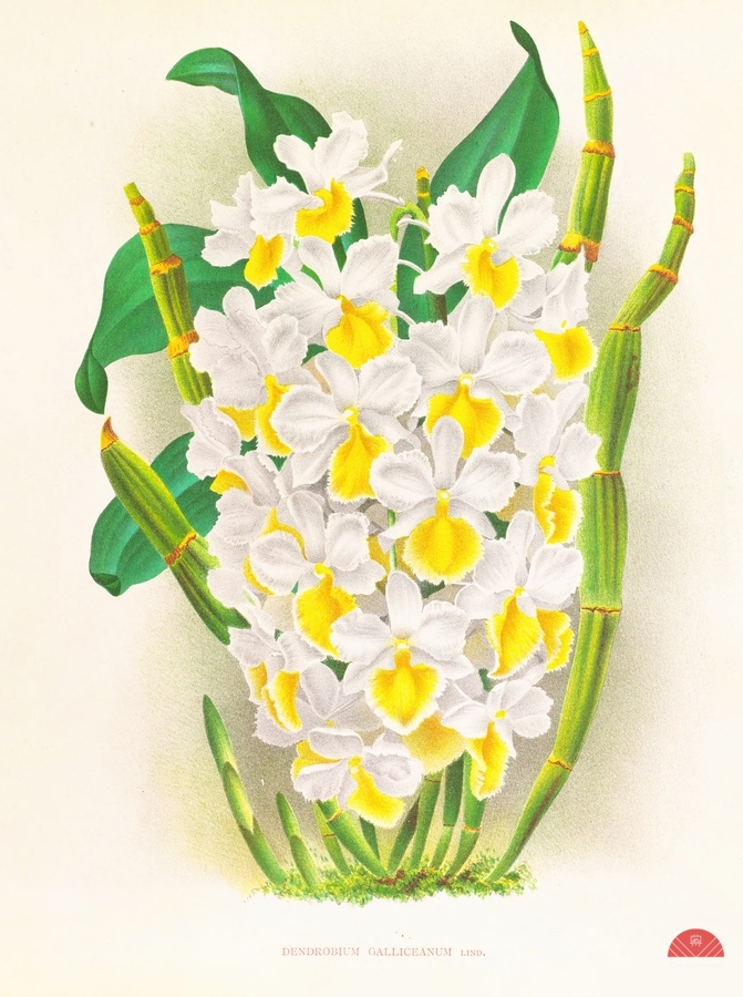 Dendrobium galliceanum  Print