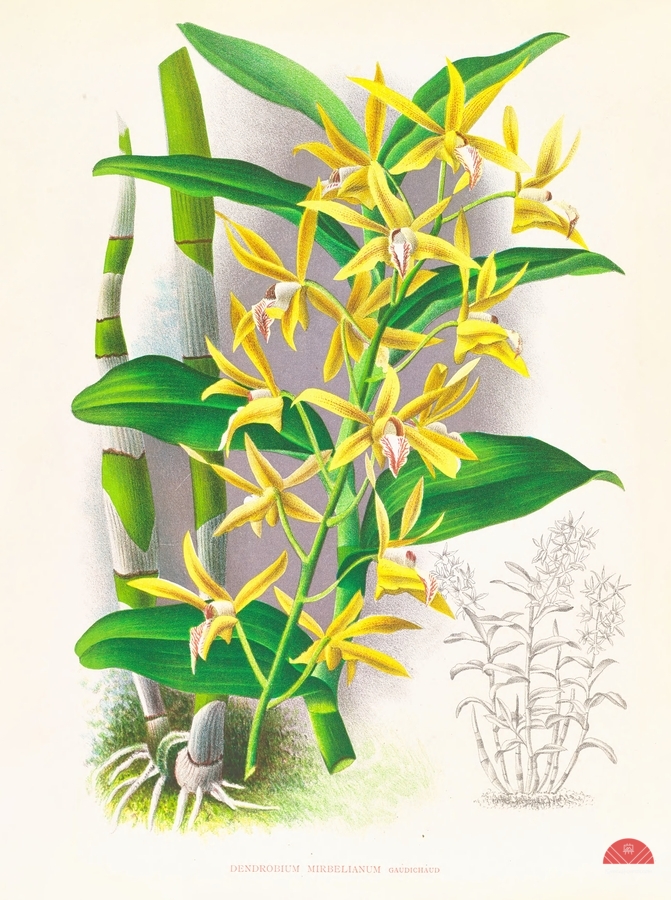 Dendrobium mirbelianum  Print