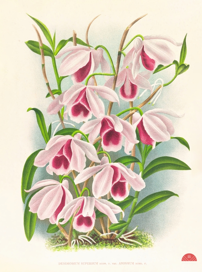 Dendrobium superbum var anosmum   Print