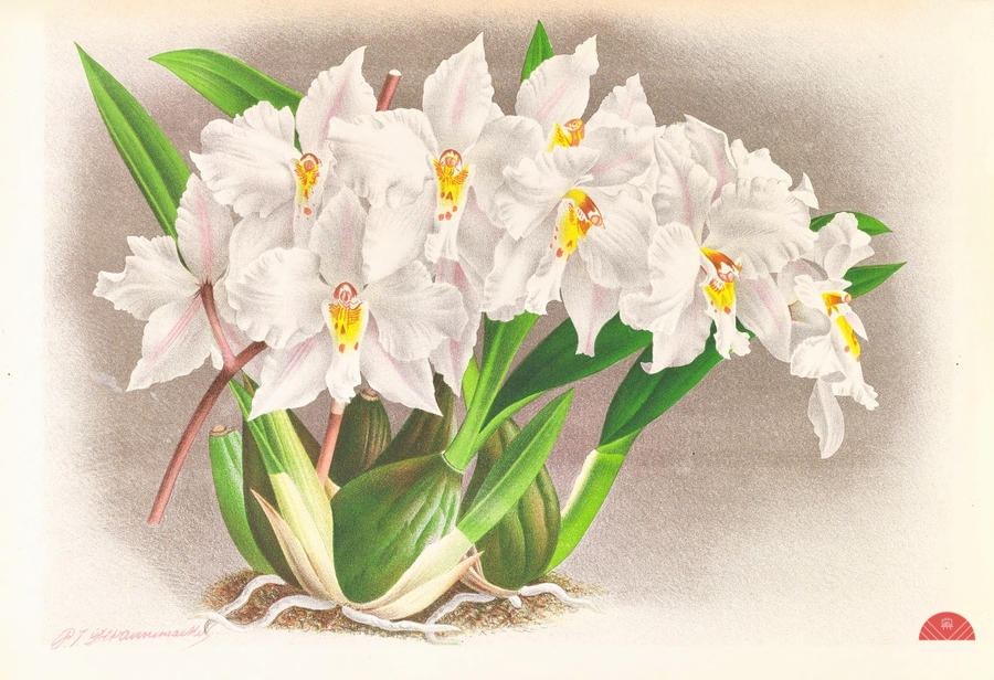 Odontoglossum alexandrae  Imprimer