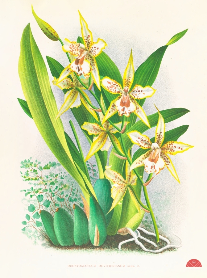 Odontoglossum duvivierianum  Print