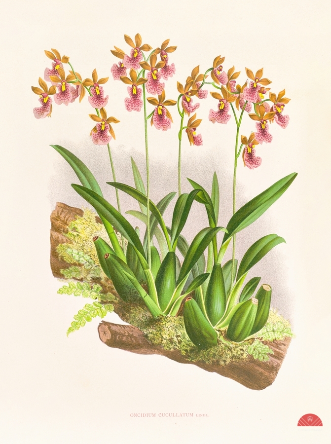 Oncidium cucullatum  Print