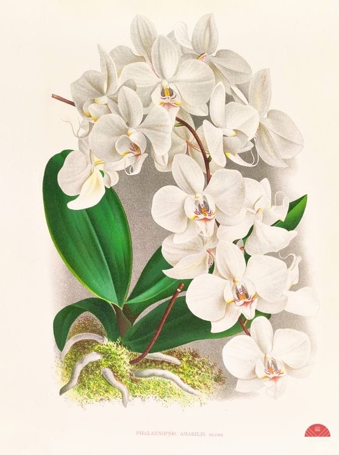Phalaenopsis amabilis  Print