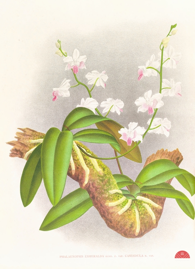 Phalaenopsis esmeralda var candidula  Print