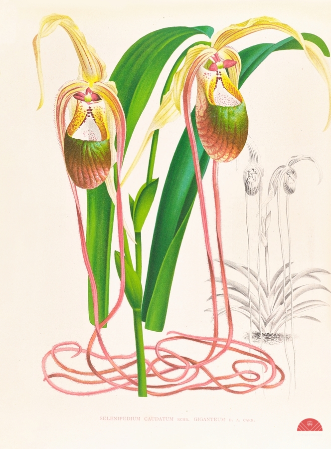 Selenipedium caudatum  Print