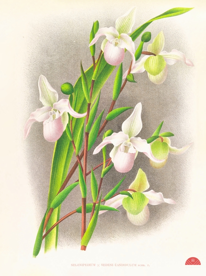 Selenipedium sedeni candidulum  Print