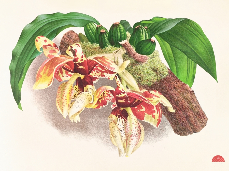 Stanhopea Tigrina  Print