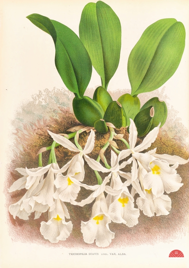 Trichopilia Suavis  Print