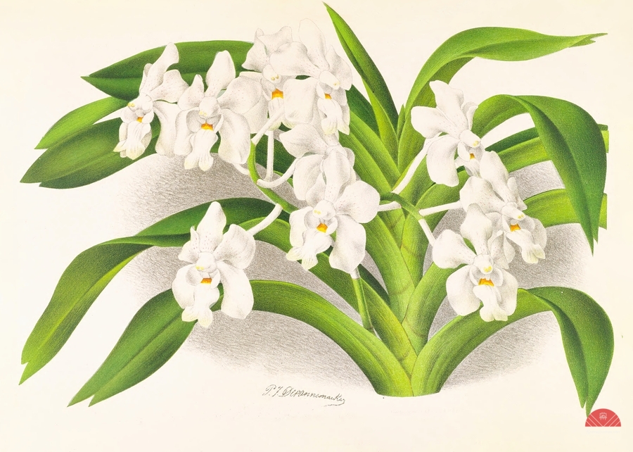 Vanda denisoniana  Print
