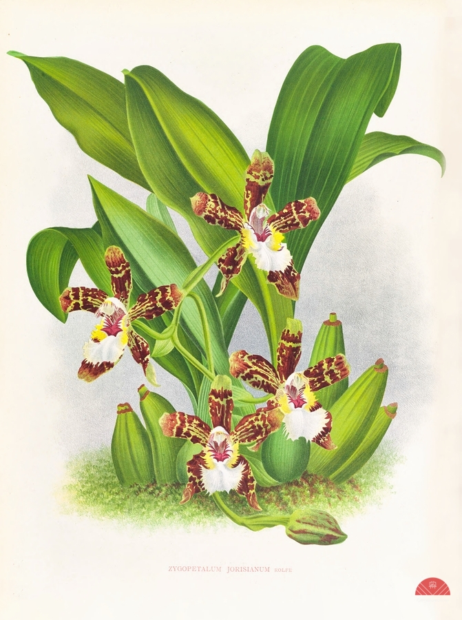 Zygopetalum jorisianum  Print