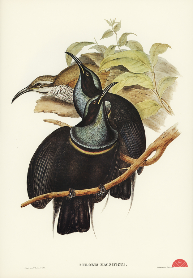 Magnificent Rifle-bird Ptiloris magnifica illustrated by Elizabeth Gould 1804–1841 for John Gould’s 1804-1881 Birds of Australia   Print