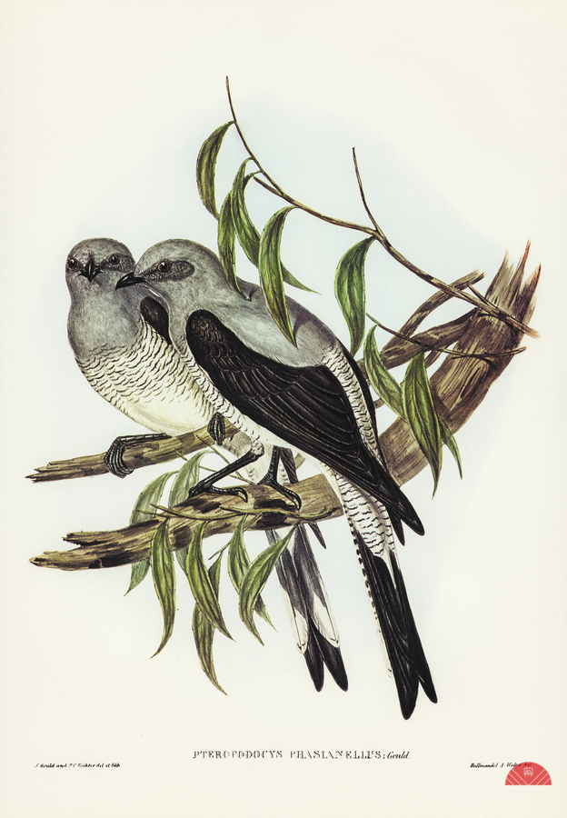 Ground Graucalus Pteropodocys Phasianella illustrated by Elizabeth Gould 1804–1841 for John Gould’s 1804-1881 Birds of Australia   Print