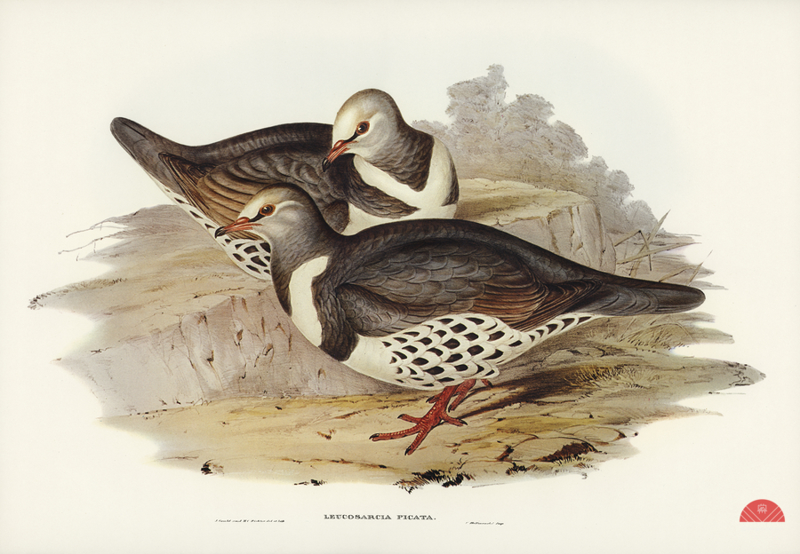Wonga-wonga Pigeon Leucosarcia picata illustrated by Elizabeth Gould 1804–1841 for John Gould’s 1804-1881 Birds of Australia   Print