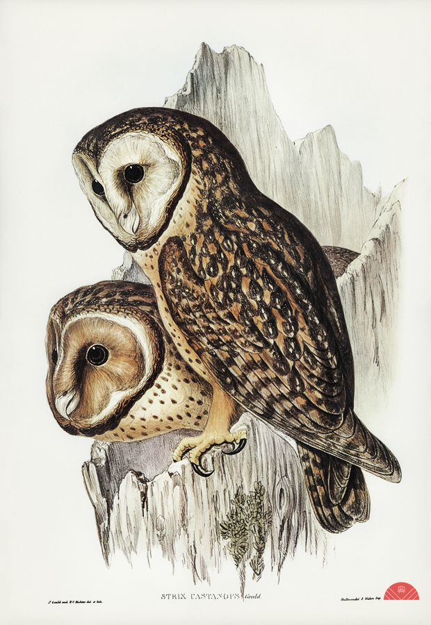 Chestnut-faced Owl Strix castanops illustrated by Elizabeth Gould 1804–1841 for John Gould’s 1804-1881 Birds of Australia   Print