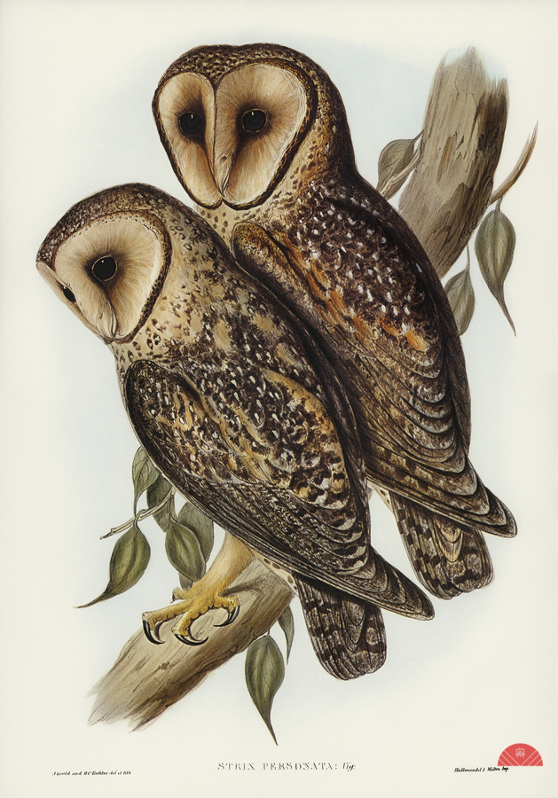 Masked Barn Owl Strix Personata Vig illustrated by Elizabeth Gould 1804–1841 for John Gould’s 1804-1881 Birds of Australia   Print