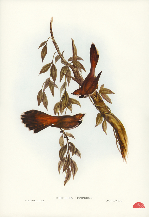 Rufous-fronted Fantail Rhipidura rufifrons illustrated by Elizabeth Gould 1804–1841 for John Gould’s 1804-1881 Birds of Australia   Print