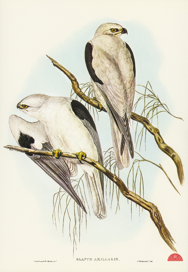 Square-tailed Kite Milvus insures illustrated by Elizabeth Gould 1804–1841 for John Gould’s 1804-1881 Birds of Australia   Print