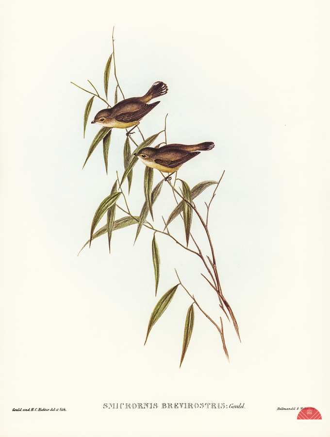Short-billed tree tit Smicrornis brevirostris illustrated by Elizabeth Gould 1804–1841 for John Gould’s 1804-1881 Birds of Australia   Print