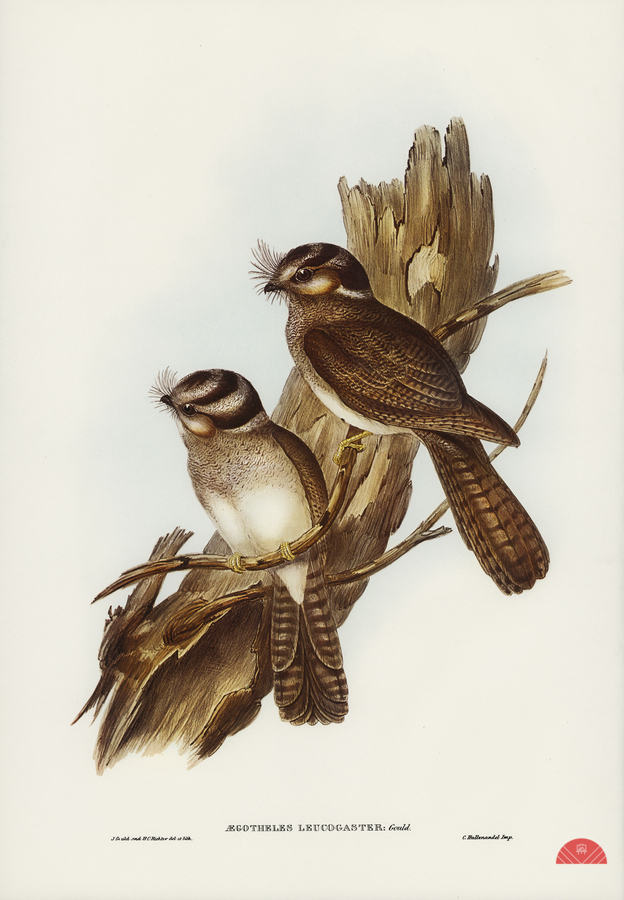 White-bellied Owlet Nightjar Aegotheles leucogaster Gould illustrated by Elizabeth Gould 1804–1841 for John Gould’s 1804-1881 Birds of Australia   Print