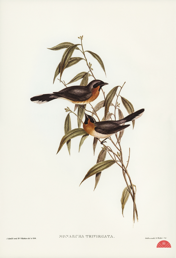 Black-fronted Flycatcher Monarcha trivirgata illustrated by Elizabeth Gould 1804–1841 for John Gould’s 1804-1881 Birds of Australia   Print
