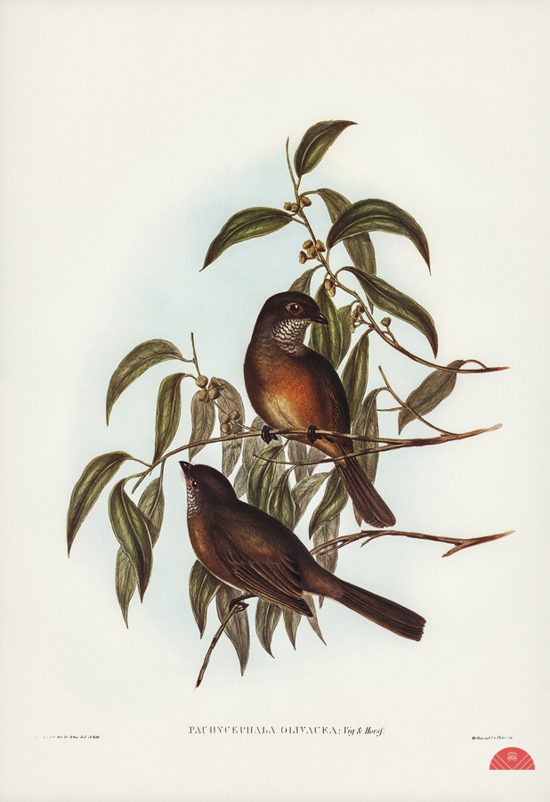 Olivaceous Pachycephala Pachycephala olivacea Vig&Horsf illustrated by Elizabeth Gould 1804–1841 for John Gould’s 1804-1881 Birds of Australia   Print