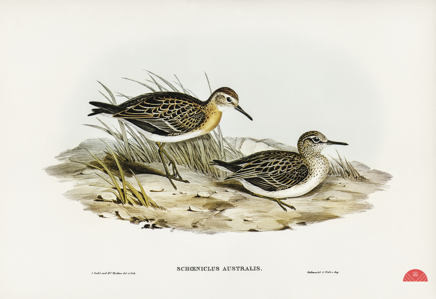 Australian Tringa Schoeniclus Australis illustrated by Elizabeth Gould 1804–1841 for John Gould’s 1804-1881 Birds of Australia   Imprimer