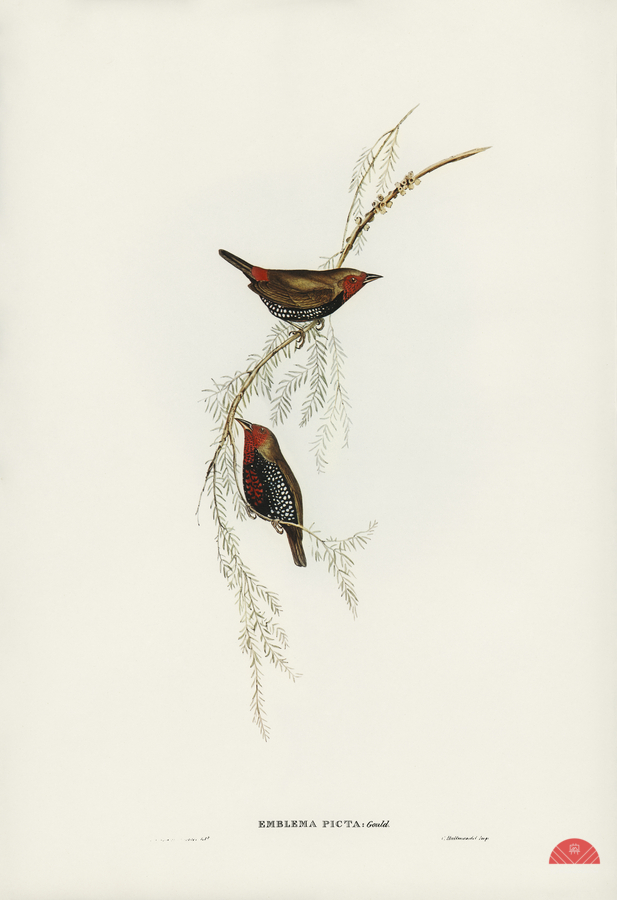 Painted Finch Emblema picta illustrated by Elizabeth Gould 1804–1841 for John Gould’s 1804-1881 Birds of Australia   Print