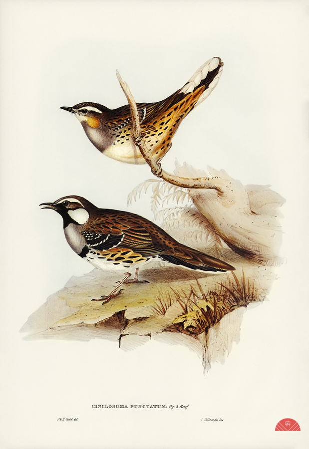 Spotted Groud Thrush Cinclosoma punctatum illustrated by Elizabeth Gould 1804–1841 for John Gould’s 1804-1881 Birds of Australia   Print