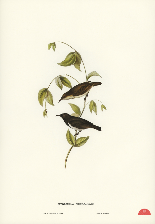 Black Honey-eater Myzomela nigra illustrated by Elizabeth Gould 1804–1841 for John Gould’s 1804-1881 Birds of Australia   Print