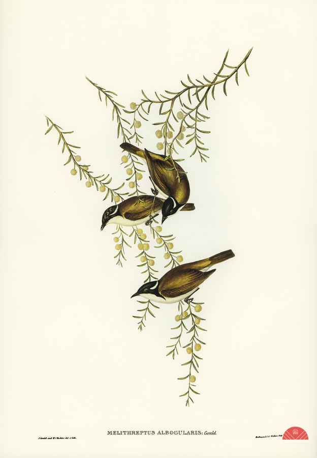 White-throated Honey-eater Melithreptus albogularis illustrated by Elizabeth Gould 1804–1841 for John Gould’s 1804-1881 Birds of Australia   Print