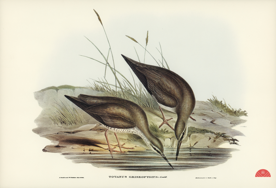 Grey-rumped Sandpaper Totanus griseopygius illustrated by Elizabeth Gould 1804–1841 for John Gould’s 1804-1881 Birds of Australia   Print