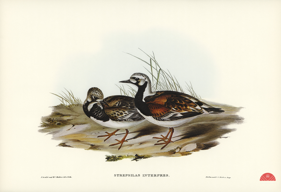 Turnstone Strepsilas Interpres illustrated by Elizabeth Gould 1804–1841 for John Gould’s 1804-1881 Birds of Australia   Print