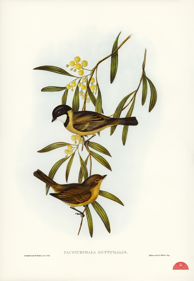 Guttural Pachycephala Pachycephala gutturalis illustrated by Elizabeth Gould 1804–1841 for John Gould’s 1804-1881 Birds of Australia   Print
