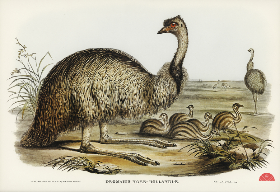 The Emu Dromaius Novae-Hollandiae illustrated by Elizabeth Gould 1804–1841 for John Gould’s 1804-1881 Birds of Australia   Print