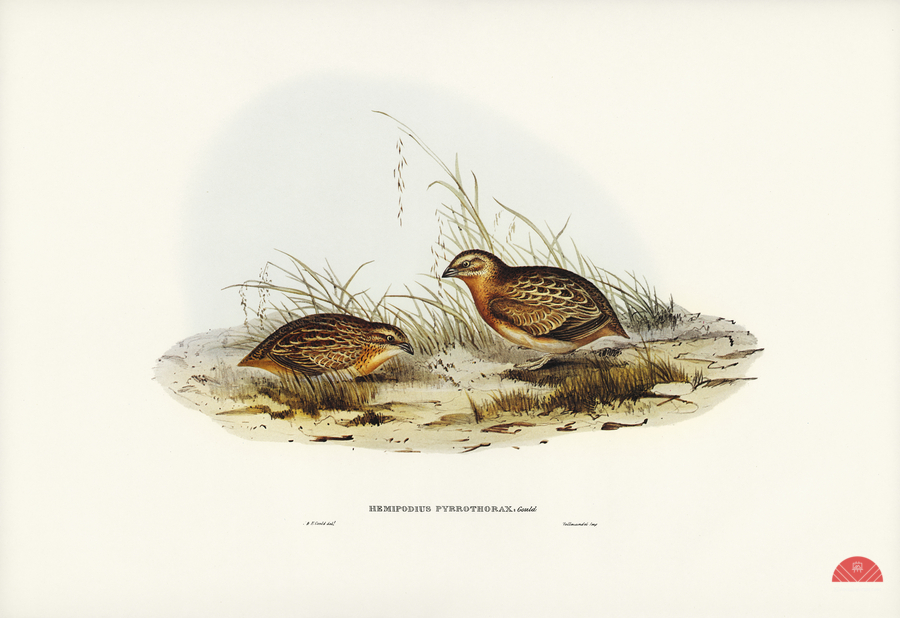 Chestnut-bellied Rail Eulabeornis castaneoventris illustrated by Elizabeth Gould 1804–1841 for John Gould’s 1804-1881 Birds of Australia   Print