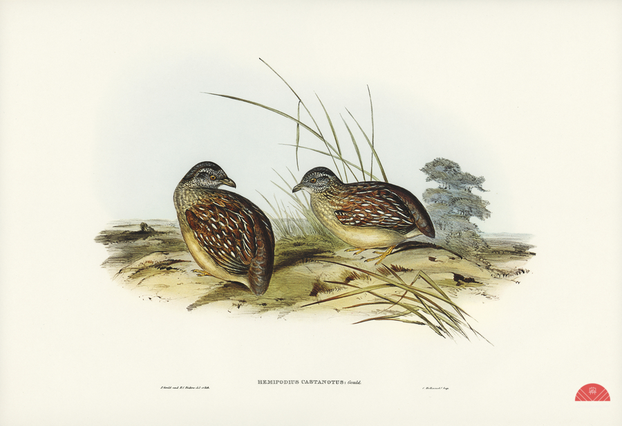 Chestnut-backed Hemipode Hemipodius castanotus illustrated by Elizabeth Gould 1804–1841 for John Gould’s 1804-1881 Birds of Australia   Print