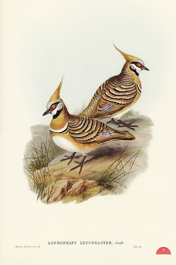 White-bellied Bronzewing Lophophaps leucogaster illustrated by Elizabeth Gould 1804–1841 for John Gould’s 1804-1881 Birds of Australia   Print