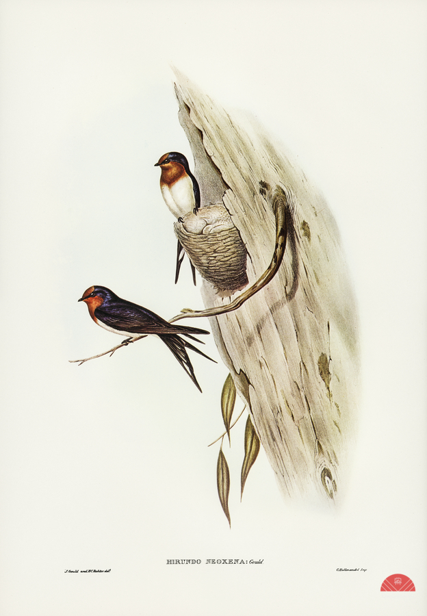 Welcome Swallow Hirundo neoxena illustrated by Elizabeth Gould 1804–1841 for John Gould’s 1804-1881 Birds of Australia   Print